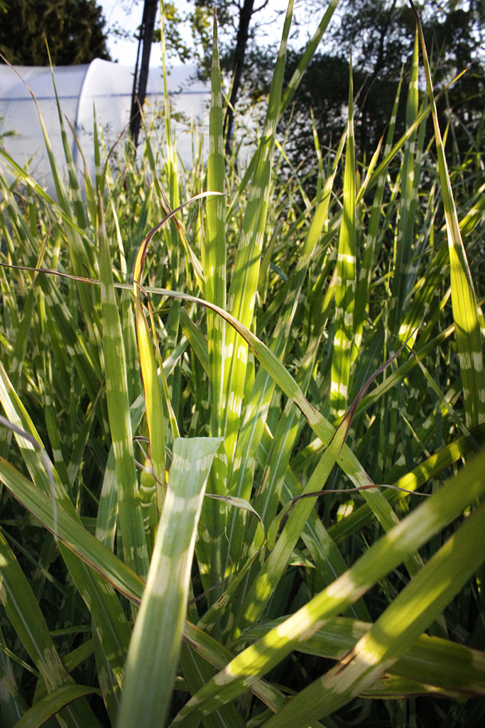 Stachelschweingras, Miscanthus sinensis strictus