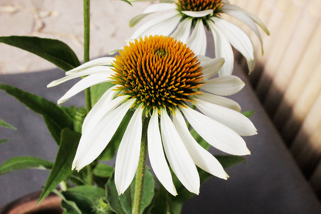 Sonnenhut, Echinacea purpurea in Sorten