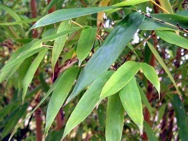 Goldhaar Bambus, Phyllostachys nigra Henonis