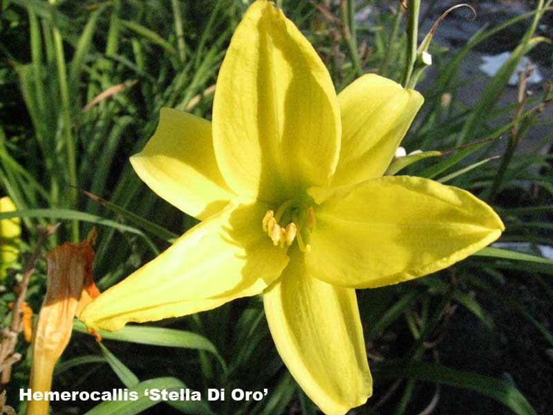 Taglilie, Hemerocallis in Sorten