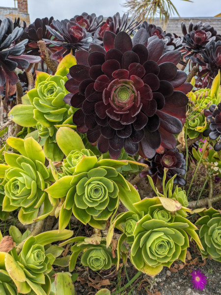 Dunkles Rosettendickblatt, Aeonium Arboreum Veleur