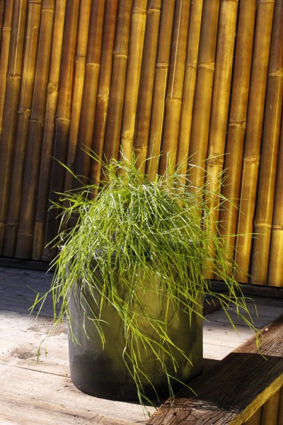 Hänge-Bambus, Agrostis stolonifera