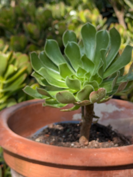 Grüner Rosetten Kaktus, Aeonium Arboreum