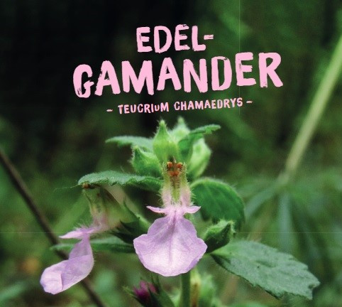 Edel-Gamander, Teucrium Chamaedrys