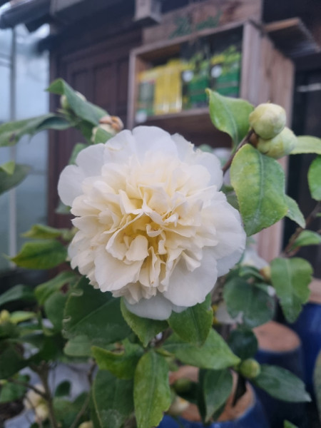 Camellia Japonica weiß in Sorten- weiße Kamelie