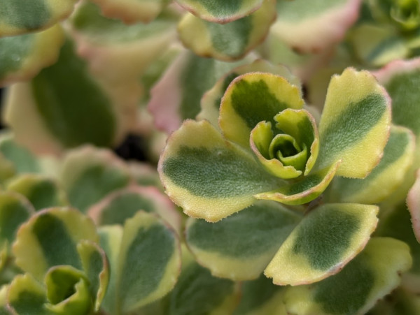 Prächtiges Garten-Fettblatt, Sedum spurium ´Little Gecko´