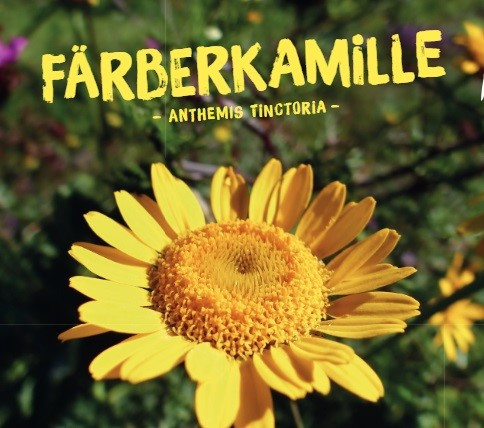 Färberkamille, Anthemis tinctoria