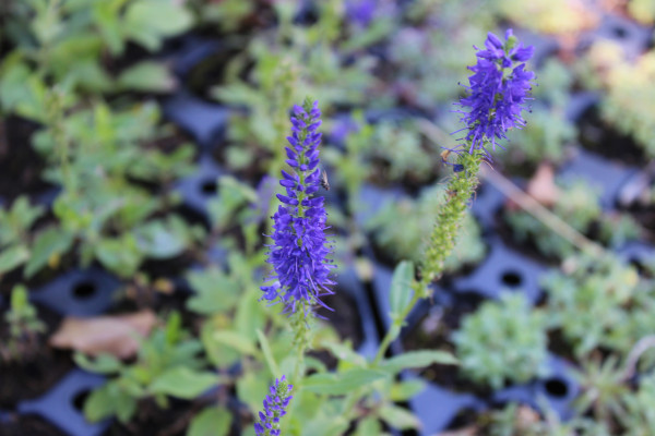 Ähriger Ehrenpreis, Veronica spicata