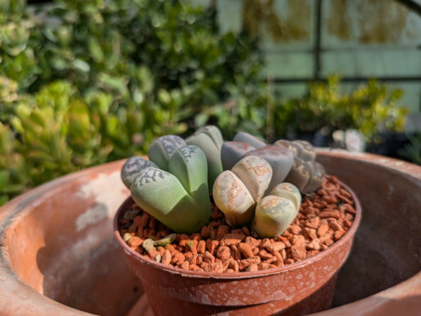 Lebende Steine, Lithops