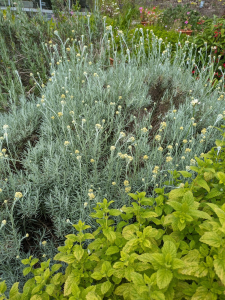 Currykraut, Helichrysum italicum