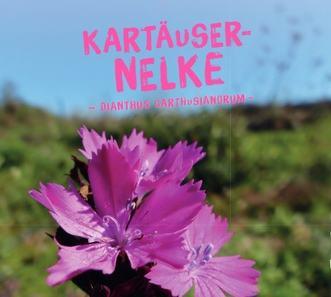 Karthäuser-Nelke, Dianthus carthusianorum