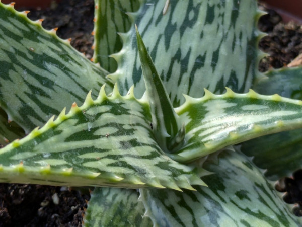 Marmorierte Aloe, Aloe somaliensis