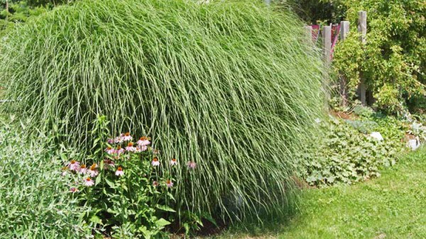 Feinhalm-Chinaschilf Graziella, Miscanthus sinensis Graziella