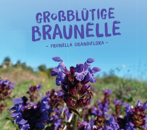 Großblütige Braunelle, Prunella grandiflora