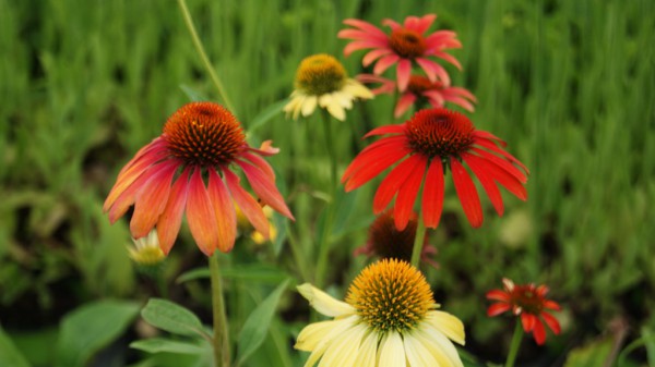 Sonnenhut, Echinacea purpurea in Sorten