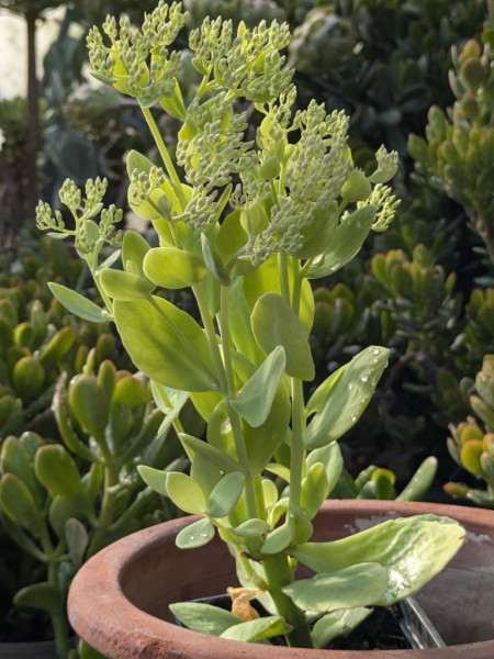 Prächtige Fetthenne, Sedum spectabile ´Brilliant`