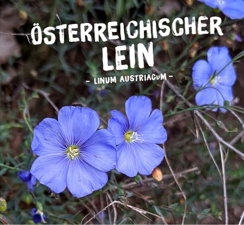 Österreichischer Lein, Linum austriacum