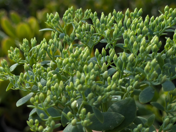 Prächtiges Fettblatt, Sedum spectabile ´Star Dust´