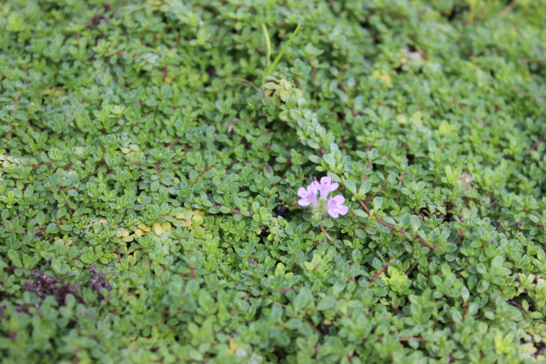 Thymus praecox minor - Bodendecker Thymian