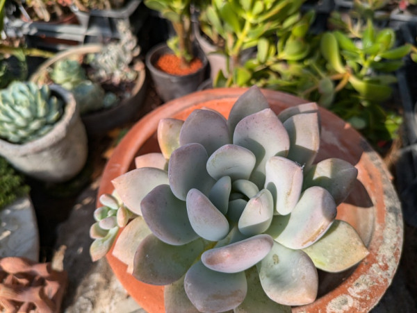 Echeveria mit Frosteffekt, Echeveria cubic frost