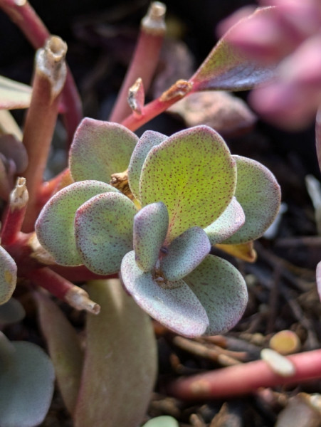 Polster Fetthenne, Sedum Sunsparkler ´Dazzleberry´