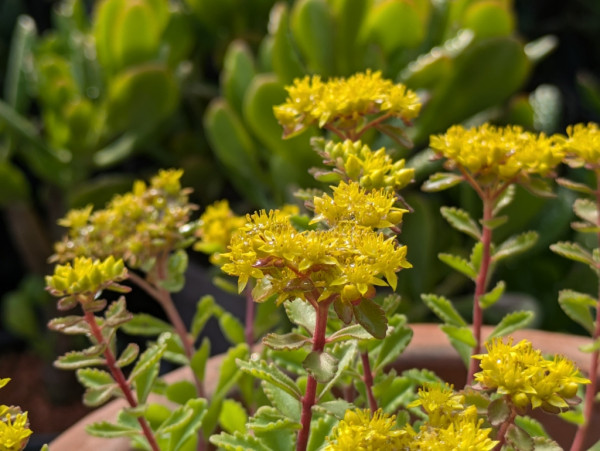 Amur-Fettblatt, Sedum selskianum ´Limetta´