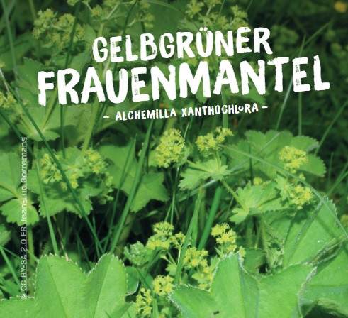 Gelbgrüner Frauenmantel, Alchemilla xanthochlora