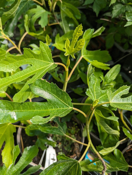 Zwergfeige, Ficus carica ´Little Miss Figgy´