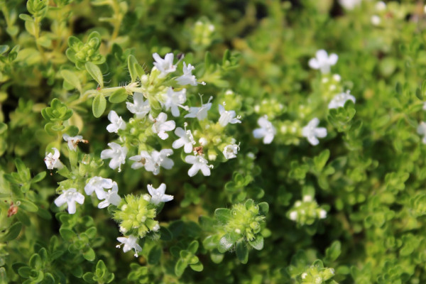 Thymus serpyllum 'Albus' - Bodendecker Thymian