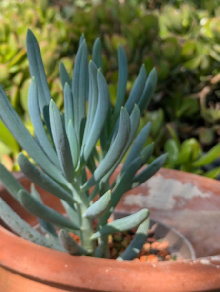 Kreidestöckchen, Senecio serpens Blue