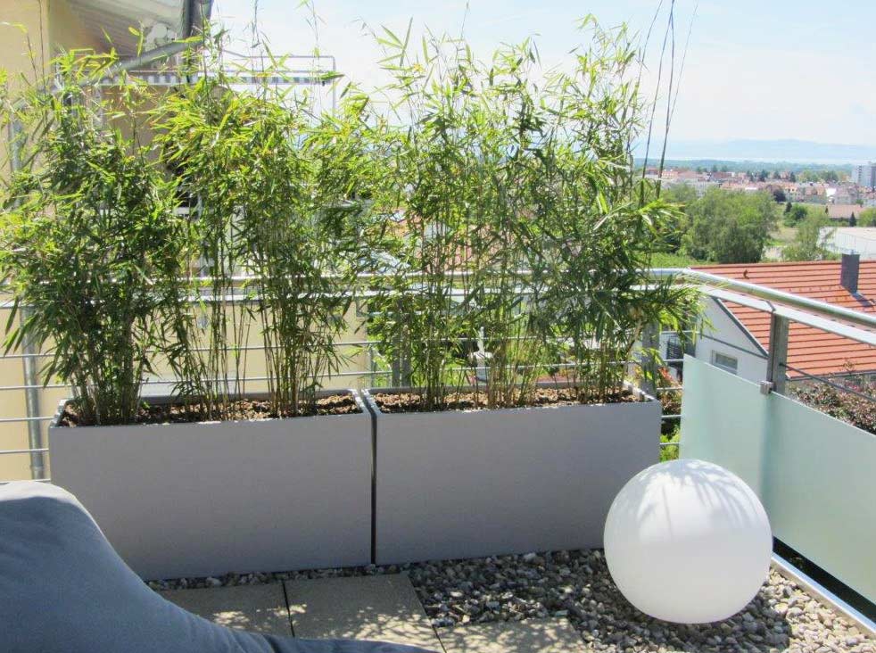 Bambus als Sichtschutz für Terrasse und Balkon