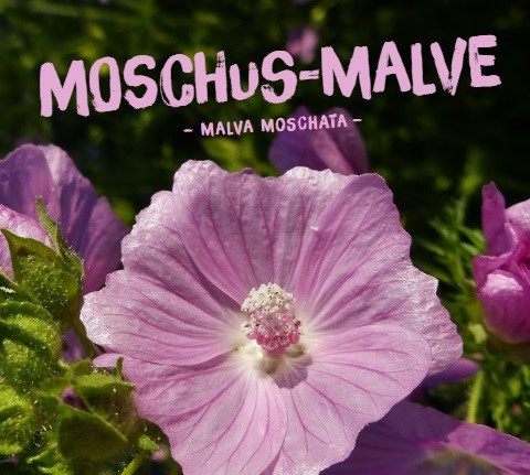 Moschus-Malve, Malva moschata