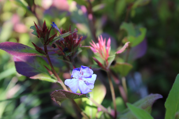 Chinesischer Bleiwurz - Ceratostigma plumbaginoides