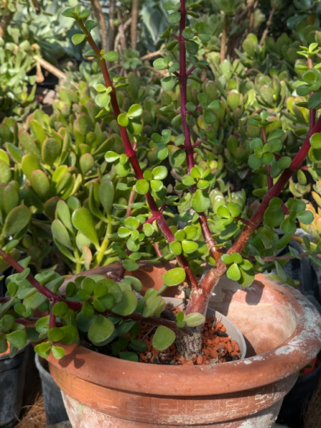 Speckbaum, Portulacaria afra