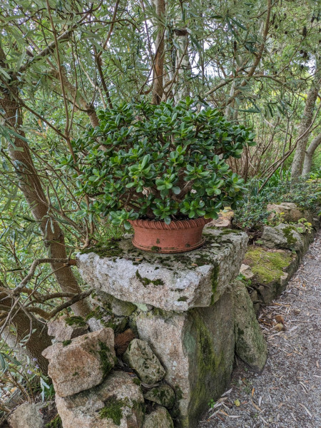 Geldbaum, Crassula ovata