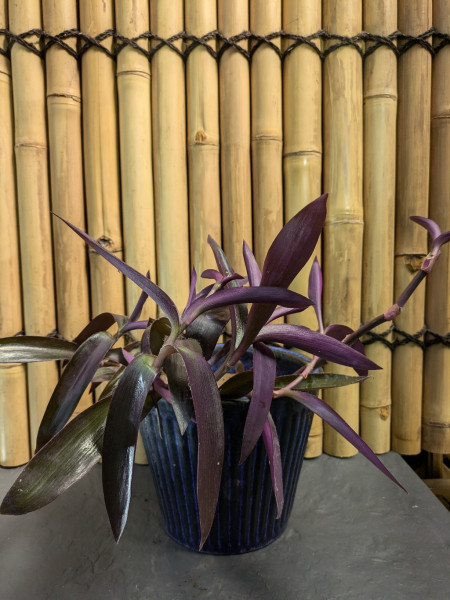 Mexikanische Dreimasterblume, Tradescantia pallida