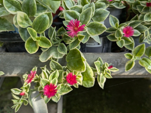 Ausdauerndes Eisenkraut, Aptenia cordifolia variegata