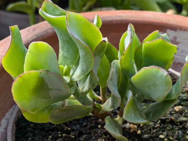 Cotyledon orbiculata var. oblonga Macrantha