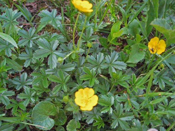 Frühlings-Fingerkraut, Potentilla verna