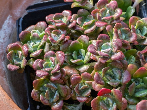 Spatelblättrige Fetthenne, Sedum spathulifolium Purpureum