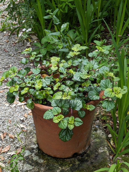 Purpur Harfenstrauch, Plectranthus purpuratus