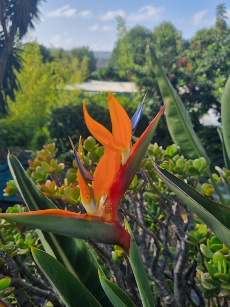 Strelitzia reginae, Paradiesvogelblume