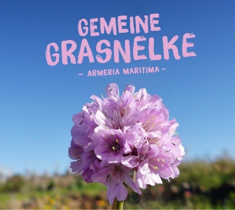 Grasnelke, Armeria maritima