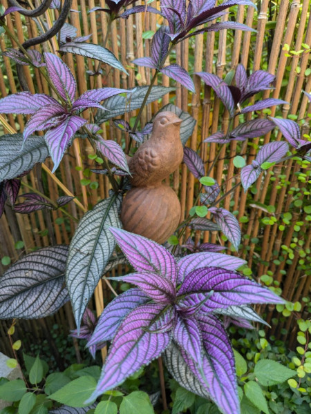 Persische Schildpflanze, Strobilanthes dyeriana