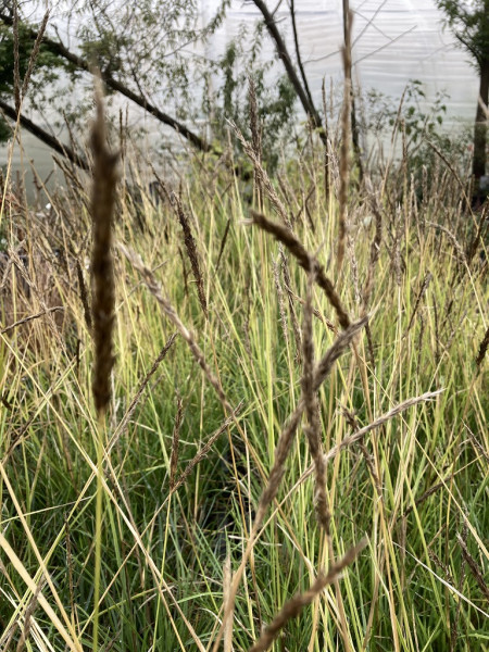 Herbst-Blaugras, Sesleria autumnalis