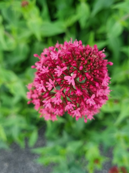 Rotblühende Spornblume - Centranthus ruber coccineus