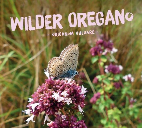 Wilder Oregano, Origanum vulgare