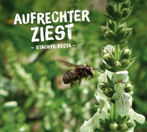 Aufrechter Ziest, Stachys recta