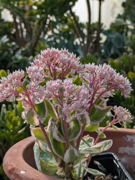 Sedum La vi en Rose, Hylotelephium telephium variegata ´La vie en rose´