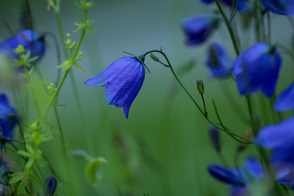 Glockenblume, Campanula rotundifolia